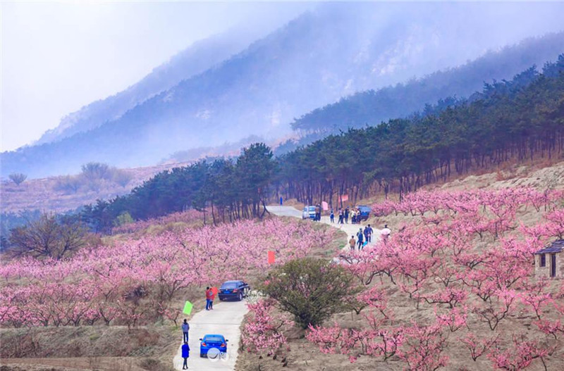 文登桃花山里寻桃花