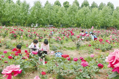 第二届郑州玫瑰文化节启动郑州休闲农业精品线路都有这些