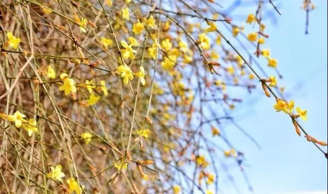 春光乍泄！到五朵山踏青赏花!