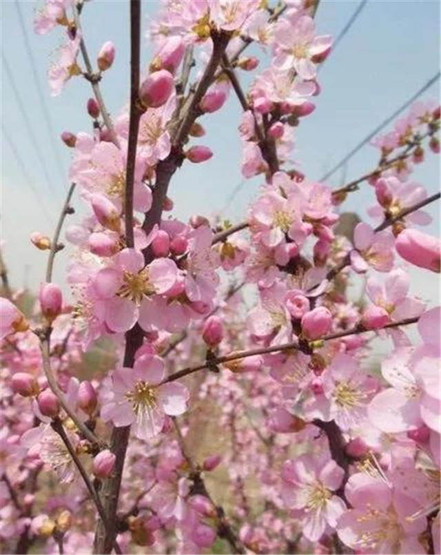 春光乍泄！到五朵山踏青赏花!