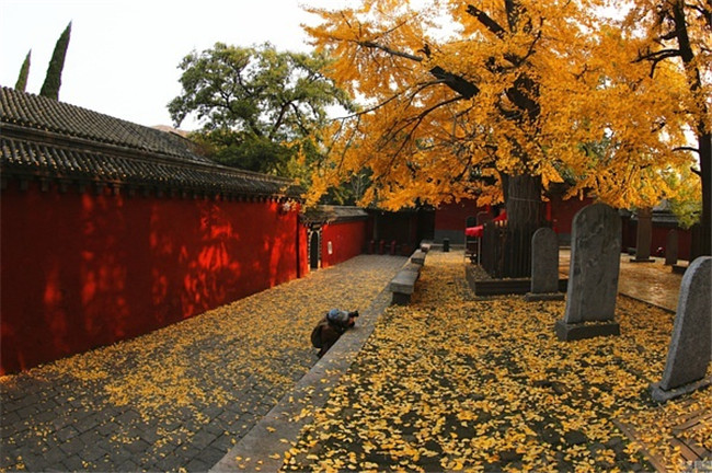 嵩山少林寺——千年银杏最美的刹那